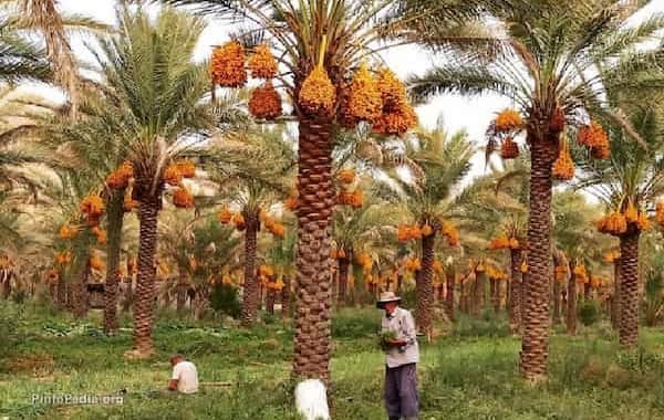 تصویر 4 از خرما پیارم هرمزگان تازه با تضمین بهترین کیفیت